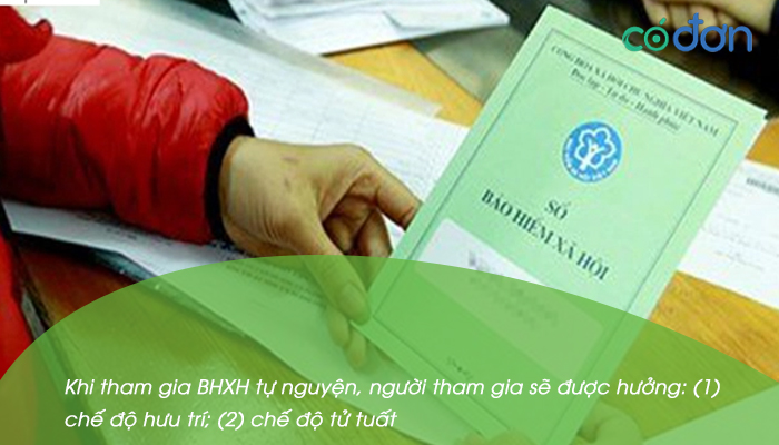 tu dong bao hiem xa hoi co duoc huong che do thai san khong 2