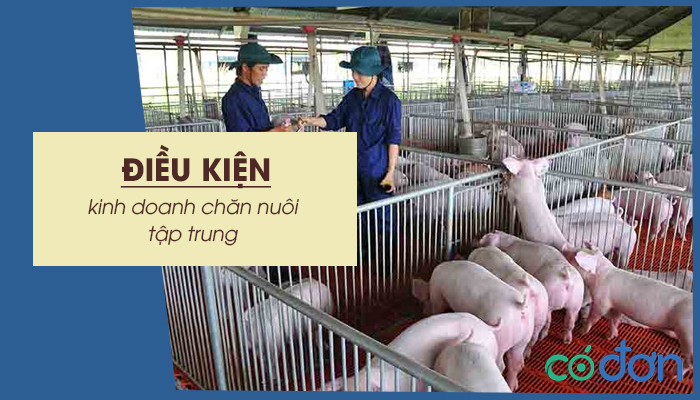 dieu kien kinh doanh chan nuoi tap trung