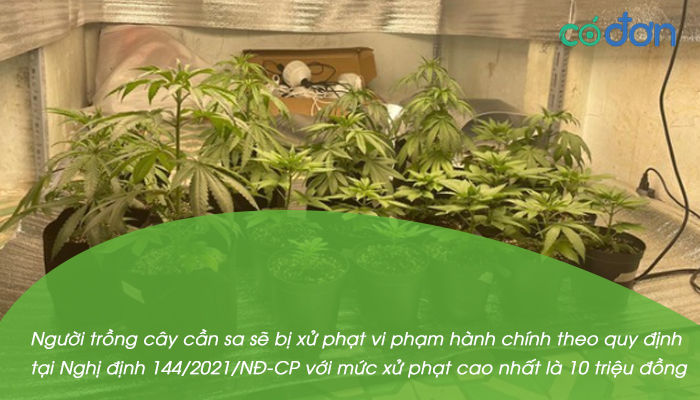 trong bao nhieu cay can sa thi bi bat 2