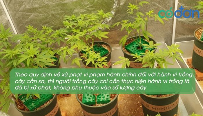 trong bao nhieu cay can sa thi bi bat 3