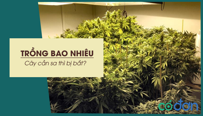 trong bao nhieu cay can sa thi bi bat