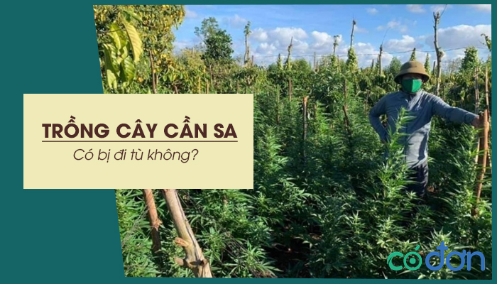 trong cay can sa co bi di tu khong