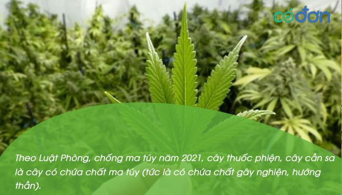 trong cay thuoc phien cay can sa bi xu ly hanh chinh the nao 2