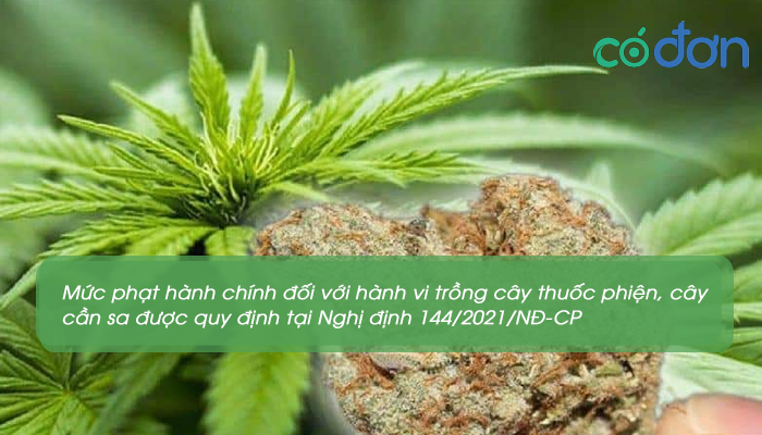 trong cay thuoc phien cay can sa bi xu ly hanh chinh the nao 3